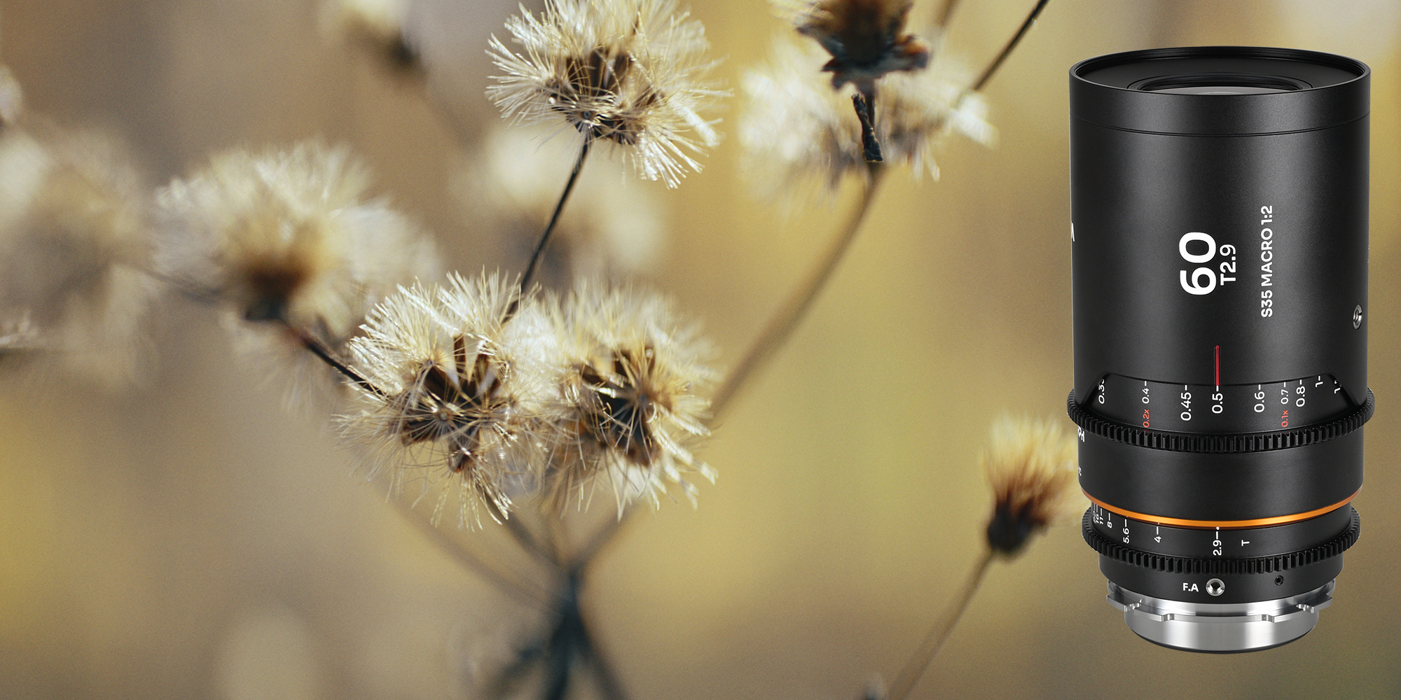 width=100% Obiektyw Laowa Nanomorph 60 mm T2,9 1,5x S35 Macro 1:2 Amber do Arri PL/Canon EF na tle kwiatów